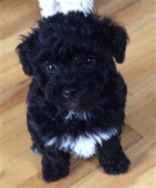 Toy Poodle VS Maltipoo Dog